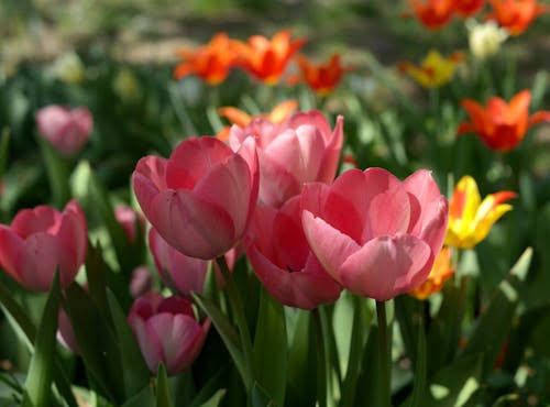 Derin üzüntüler,
büyük sevinçler,
zorlu günler;
her şey gelip geçer,
geriye sadece tavrımız kalır.,,,,