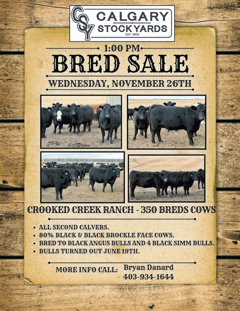 CSYStrathmore's tweet image. Crooked Creek Ranch - 350 Breds Cows
Wednesday, November 26th at 1 PM
-Second Calvers. 
-80% Black &amp;amp; Black brockle face.
 
calgarystockyards.com/bred-sales 
Sale catalogue &amp;amp; online Live bidding available at teamauctionsales.com!

Call (403) 934-1644, Bryan Danard for more information.