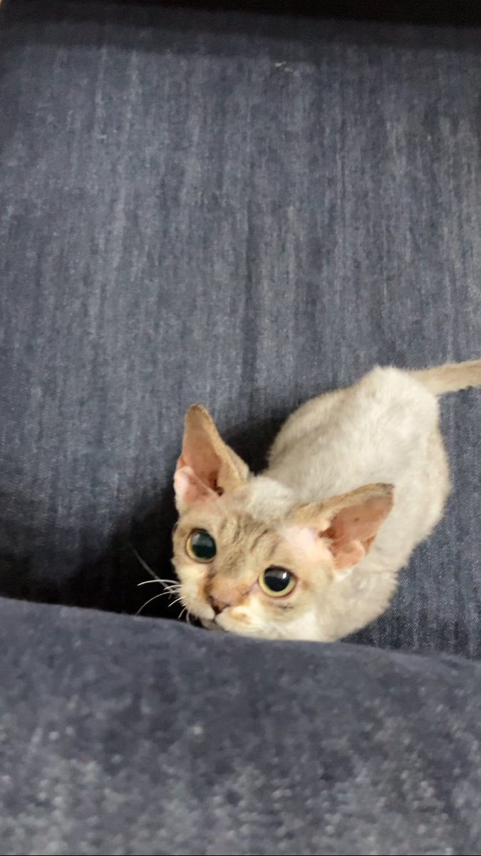 しろねこ (@shironekoo0) / Posts / X