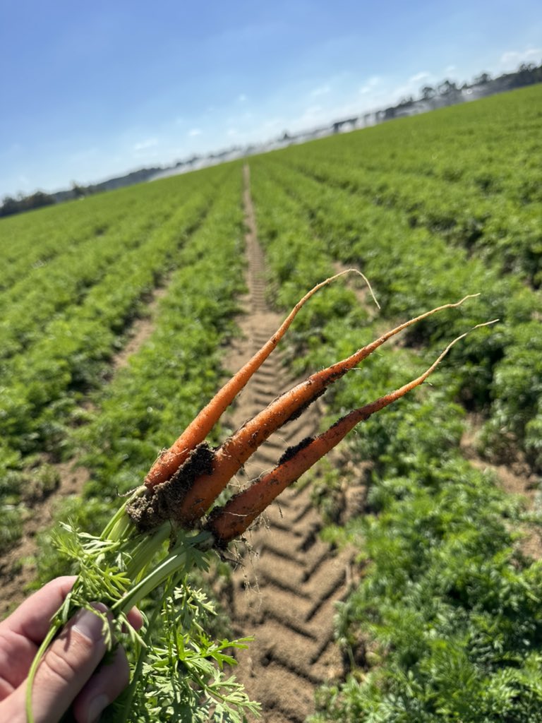 Bryce Sutherland tweet media