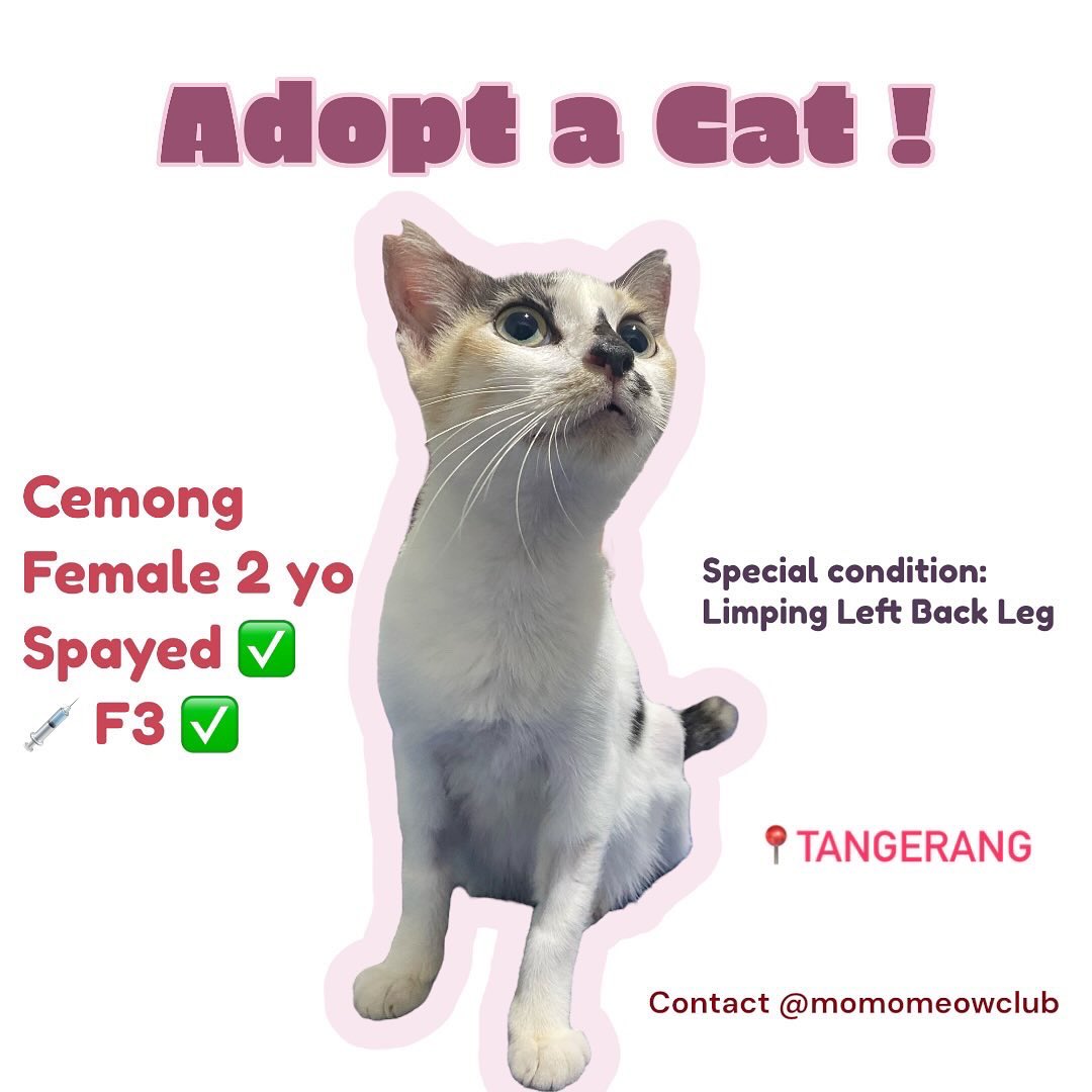 Ada cats yang enjoy being strays,
Ada cats yang juga mau punya rumah.

In this case meet Cemong,
dia mencari keluarga yang bisa kekurangannya.

Kakinya pincang karena otot kaki kiri lebih kecil dari sebelahnya.
Tapi dia masih bisa berjalan, berlari, melompat…
