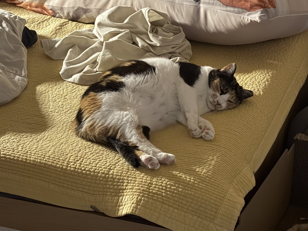 bean_seolgi's tweet photo. 애들 체중감량을 계속 해야대는거야 멈춰야대는거야 알수가업다 https://t.co/LtuhjFt8bm