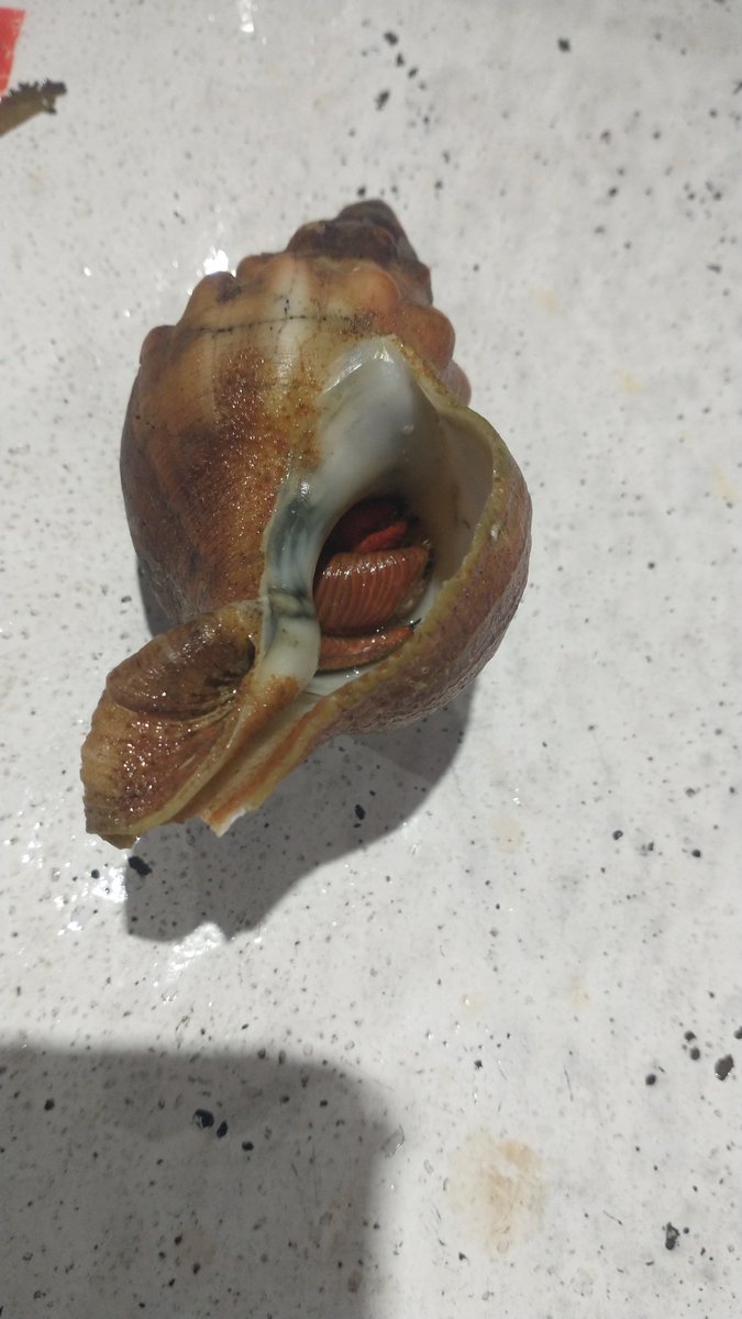 manazurugyokyo's tweet image. 入居済みですね　#ヤドカリ