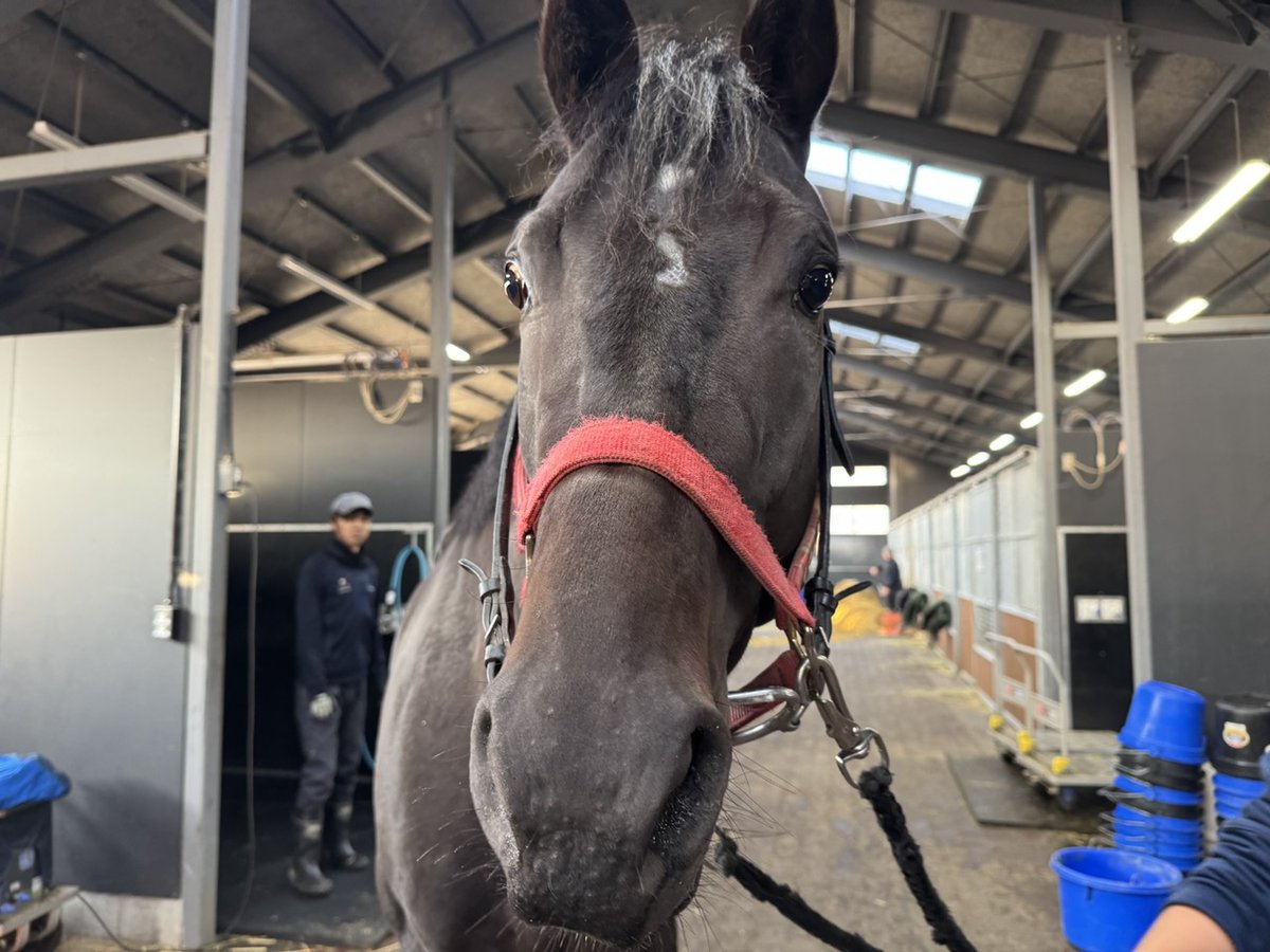 愛知川GG出品！他の方はご遠慮ください。 川崎バルビゾン（旧姓KAWASAKI142016） on X