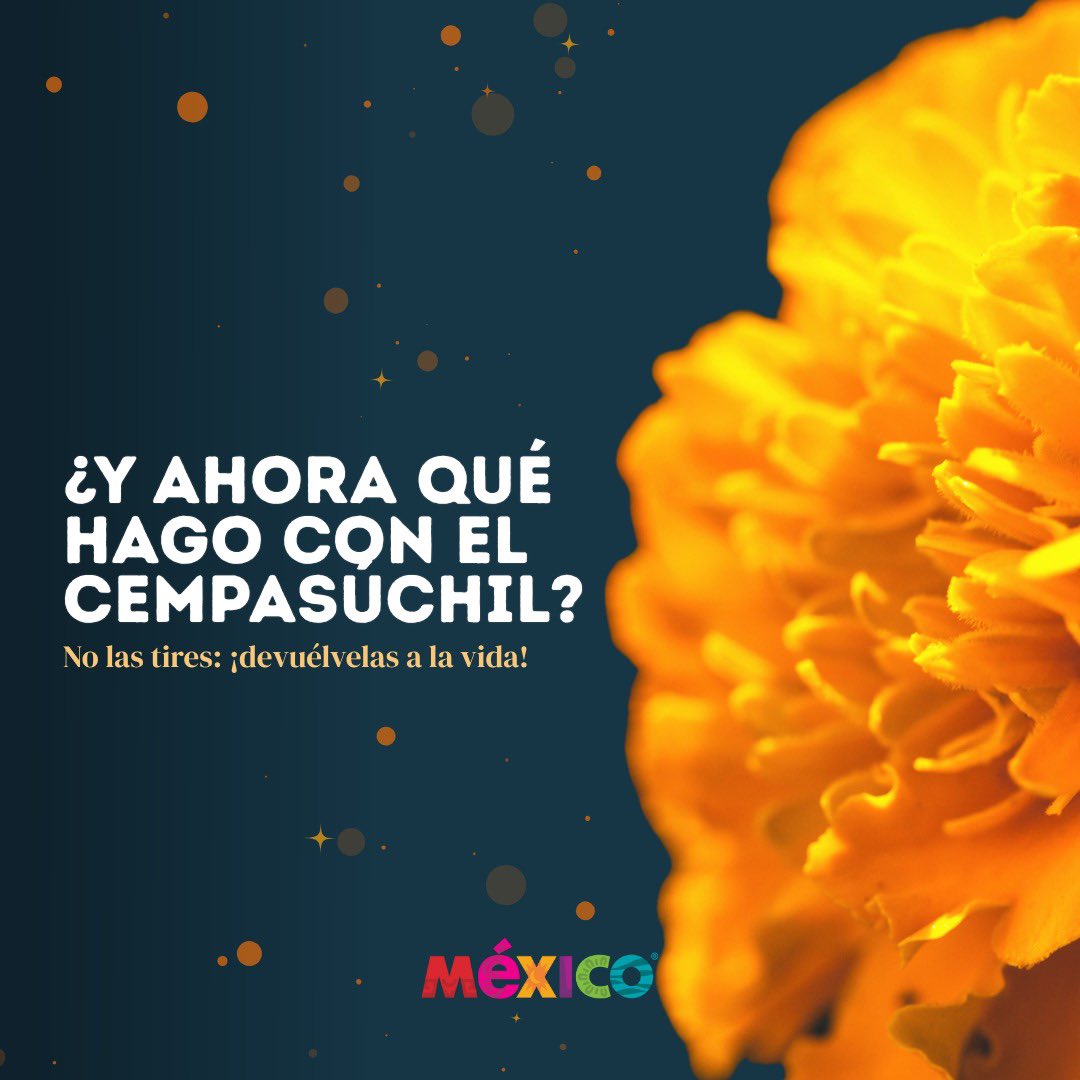 SECTUR_mx's tweet image. 🌼♻️ Dale nueva vida al cempasúchil.

Las flores que iluminaron nuestros altares aún pueden seguir floreciendo por México. Después del #DiaDeMuertos, recíclalas; conviértelas en composta, abono natural o úsalas para elaborar tintes artesanales.

Cada pétalo cuenta para cuidar