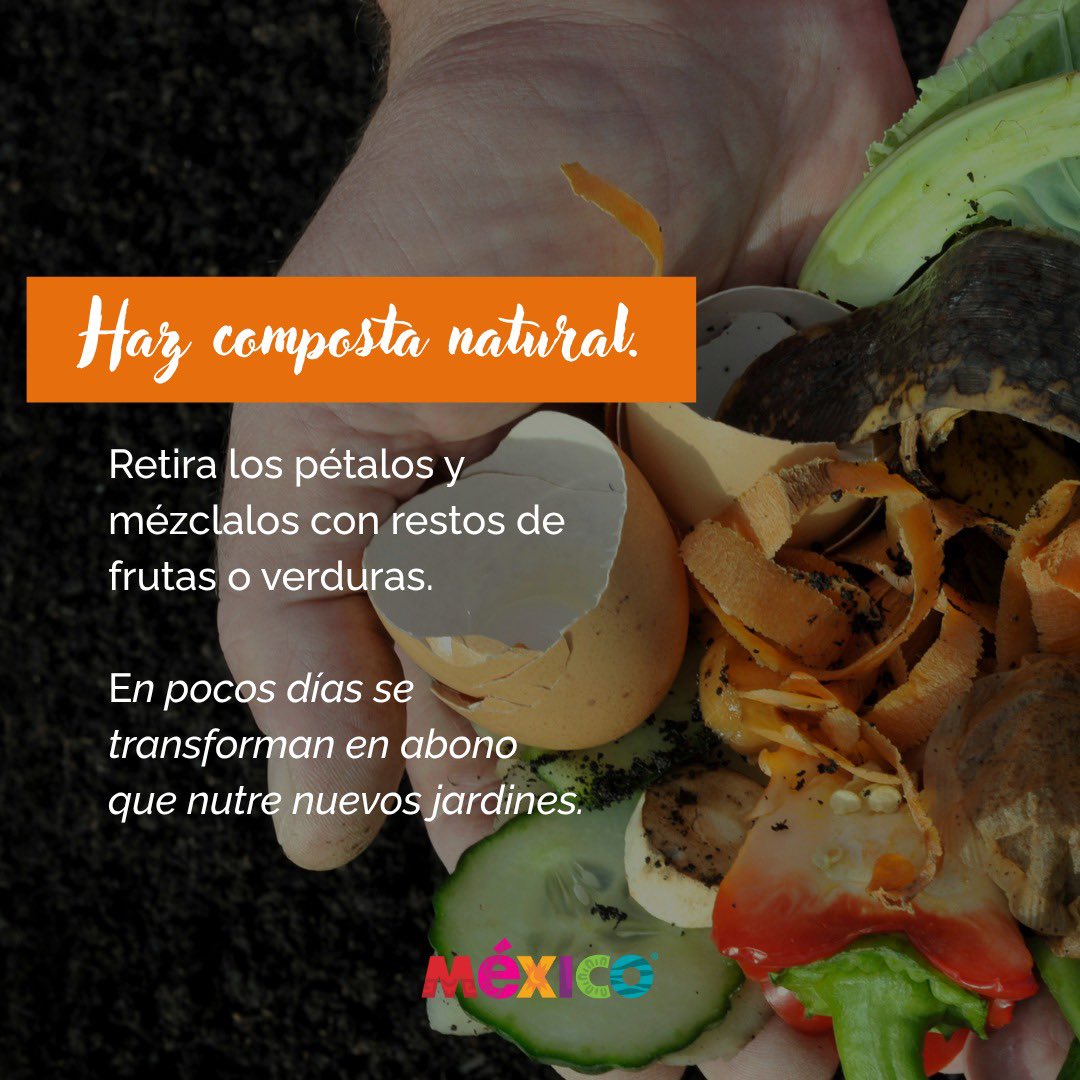 SECTUR_mx's tweet image. 🌼♻️ Dale nueva vida al cempasúchil.

Las flores que iluminaron nuestros altares aún pueden seguir floreciendo por México. Después del #DiaDeMuertos, recíclalas; conviértelas en composta, abono natural o úsalas para elaborar tintes artesanales.

Cada pétalo cuenta para cuidar
