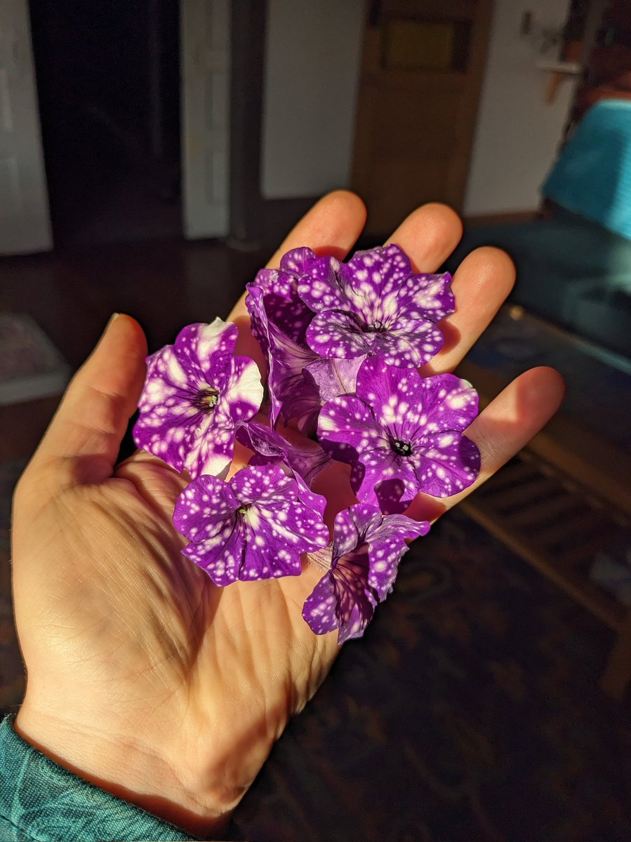 handful of stars!

trying out pressing some night sky petunias for a project 🌌