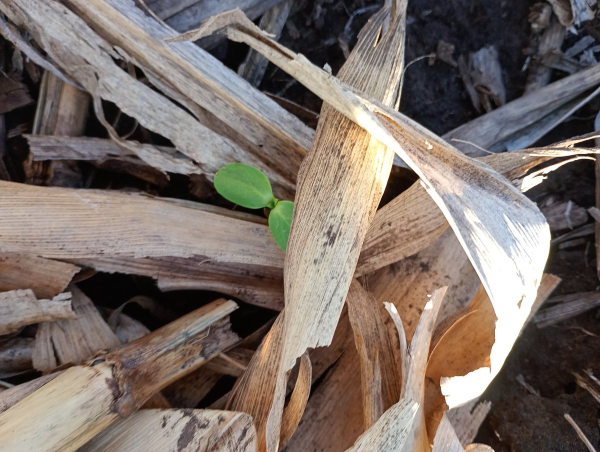 Aleferretti tweet media