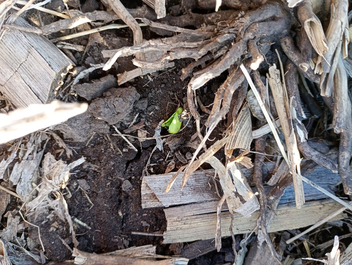 Aleferretti tweet media