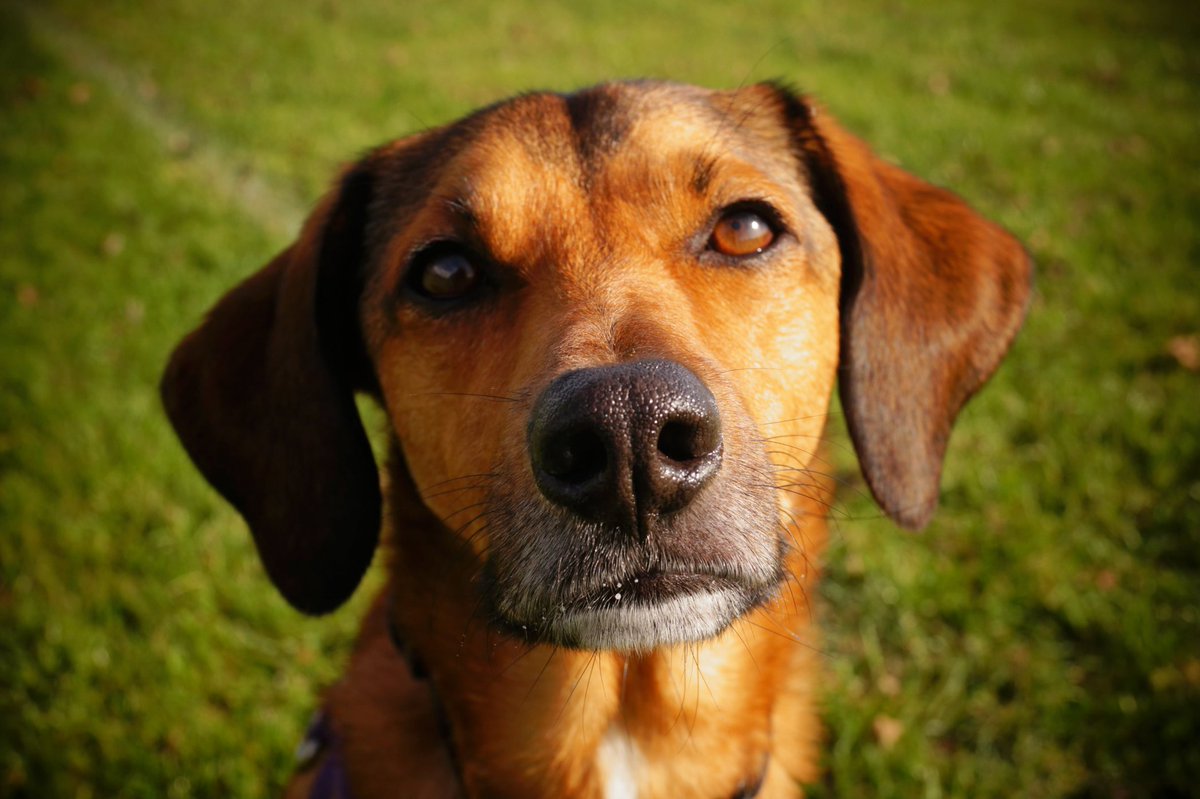 It was this beautiful boy's birthday the other day. My best bud. The most affectionate rescue dog. The strength he gives me is immeasurable. He's allowed me to fully appreciate nature, the value of a moment, and to have proper meaningful fun. He's extraordinary 🎂❤️