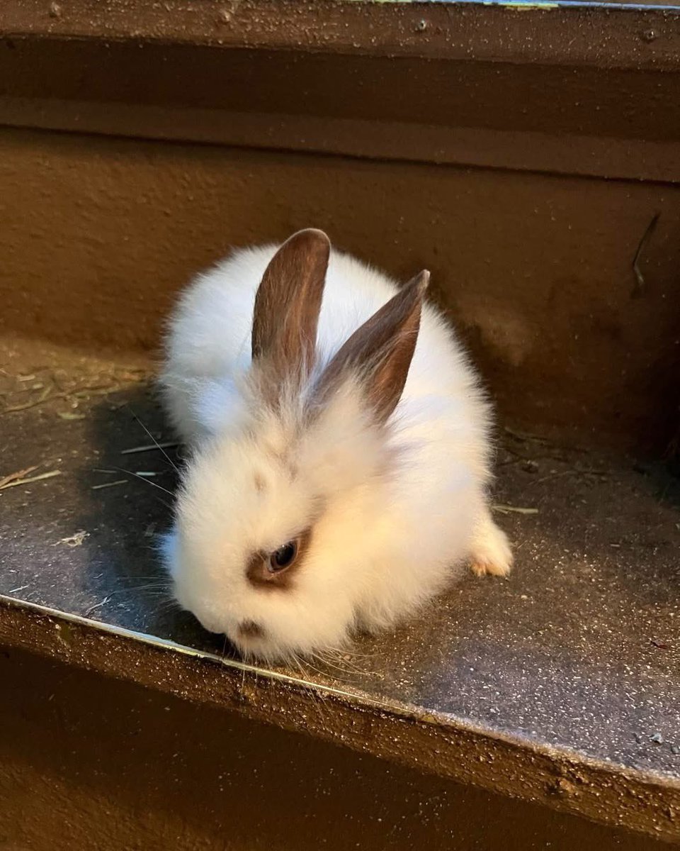 The little bunny taken to the vet’s for euthanasia for malocclusion that we saved is a wee sprite just 9 weeks old. Meet Blueberry🫐!

She may need regular dental work, but may also grow out of it. Either way, we're here for her. She’s worth it! 🌺💕