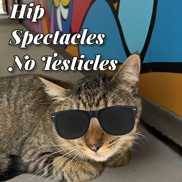 SNAPspayneuter's tweet image. 😎 Hip Spectacles, No Testicles!

This cool cat knows what’s up — spay and neuter to keep pets healthy and shelters less crowded! 🐾

#HipSpectaclesNoTesticles
#SNAPSanDiego
#SpayNeuterSavesLives