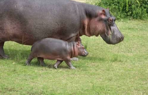 NjuguTours's tweet photo. "The only way to save a rhinoceros is to save the environment in which it lives, because there is a mutual dependency between it and millions of other species of both animals and plants", David Attenborough

Nature dependency in action.

#rhino #safari #contactus #exploreuganda https://t.co/vz0ze4aZGt