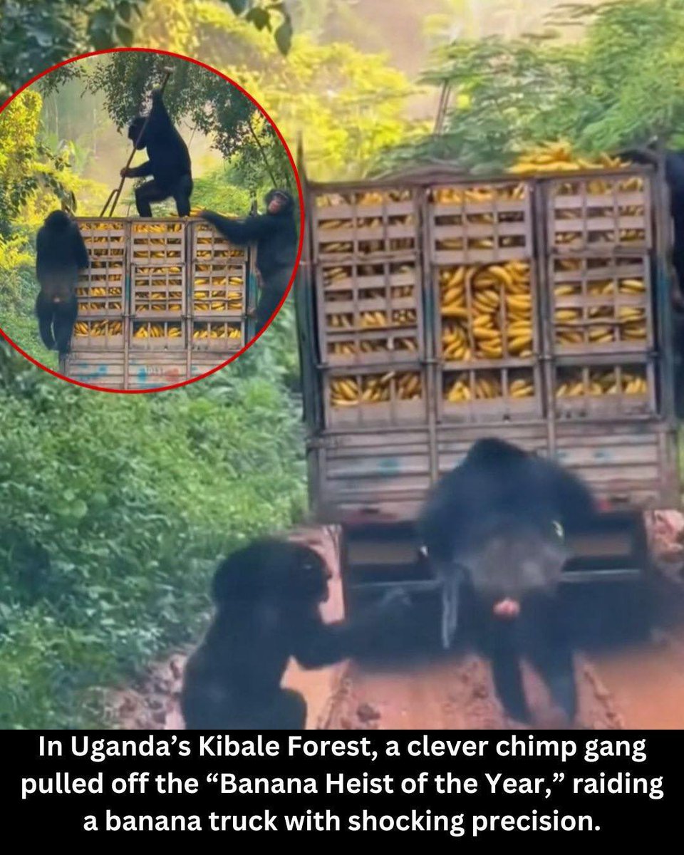 “The incident, which has been referred to as the "Banana Heist of the Year," involved a coordinated effort by the chimpanzees. One chimp reportedly stood watch while another used a stick to break open crates on the truck, and others collected the fallen bananas” 👀