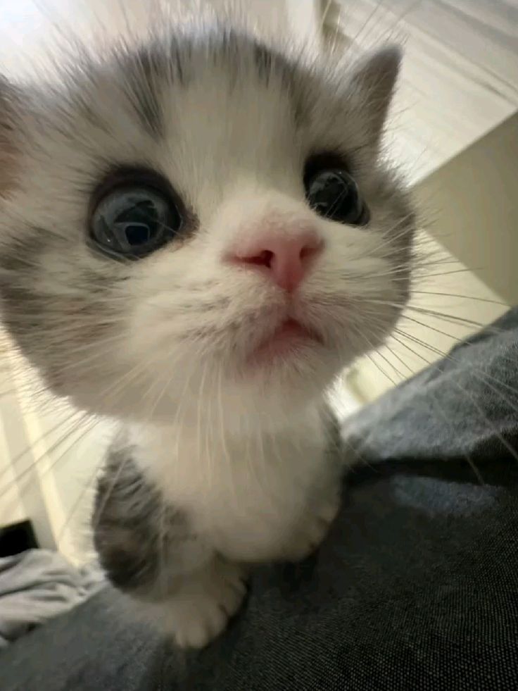 catsdotjpg's tweet image. 