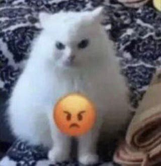 SamTheGayProot's tweet image. I wan chee burger