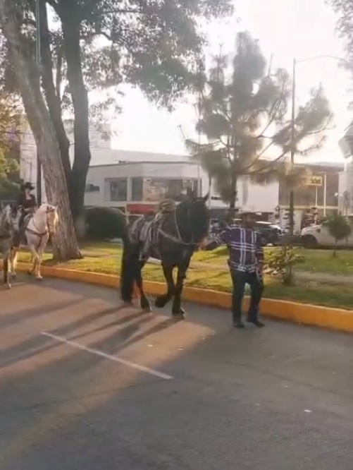 El caballito de Carlos Manzo 🐴 ha participado de manera simbólica en las manifestaciones en memoria de su humano, solo cargando su emblemático sombrero: 🤠🕊️🖤
