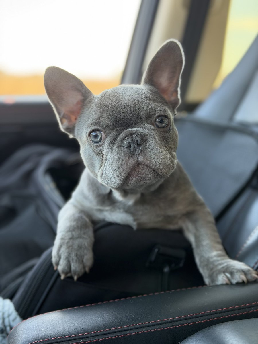 SFfrenchies's tweet photo. Our final Kiki/Beau pup (Gilly, now Otis) found his forever family 🐾❤️…. https://t.co/tEhhhwvZMK