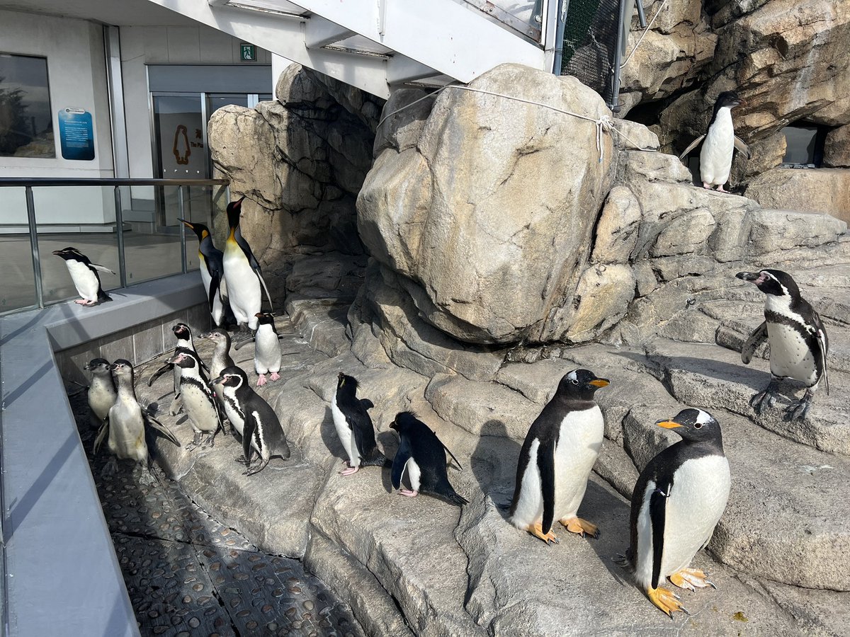 仙台うみの杜水族館】 みなさま❕この季節が到来です❕⛄️ 本日より亜