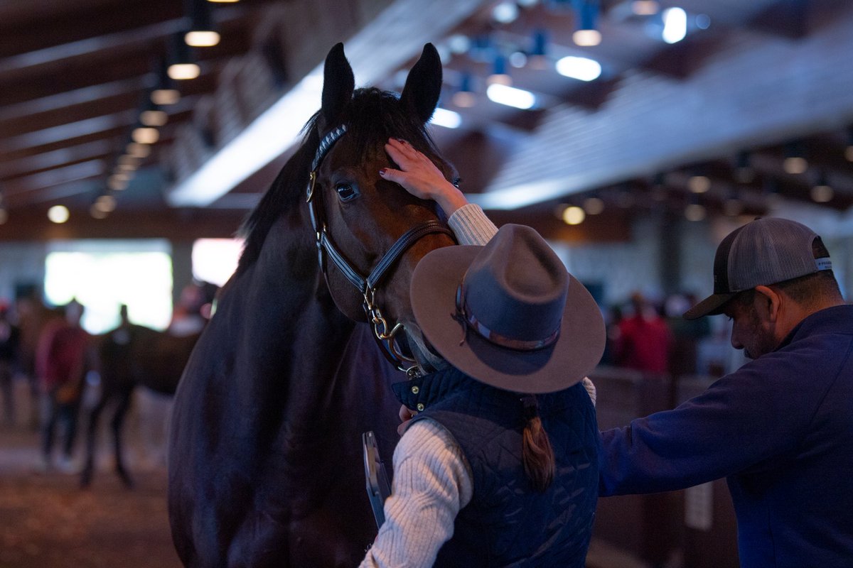 Highgate_Sales's tweet image. Our book 2 beauties @keenelandsales didn’t disappoint! 8 of our horses head home with new connections for a gross of over $1.3M - congrats to both the prior &amp;amp; new owners on a great day! 16 horses call Highgate home in barn 47 and will start showing bright &amp;amp; early!