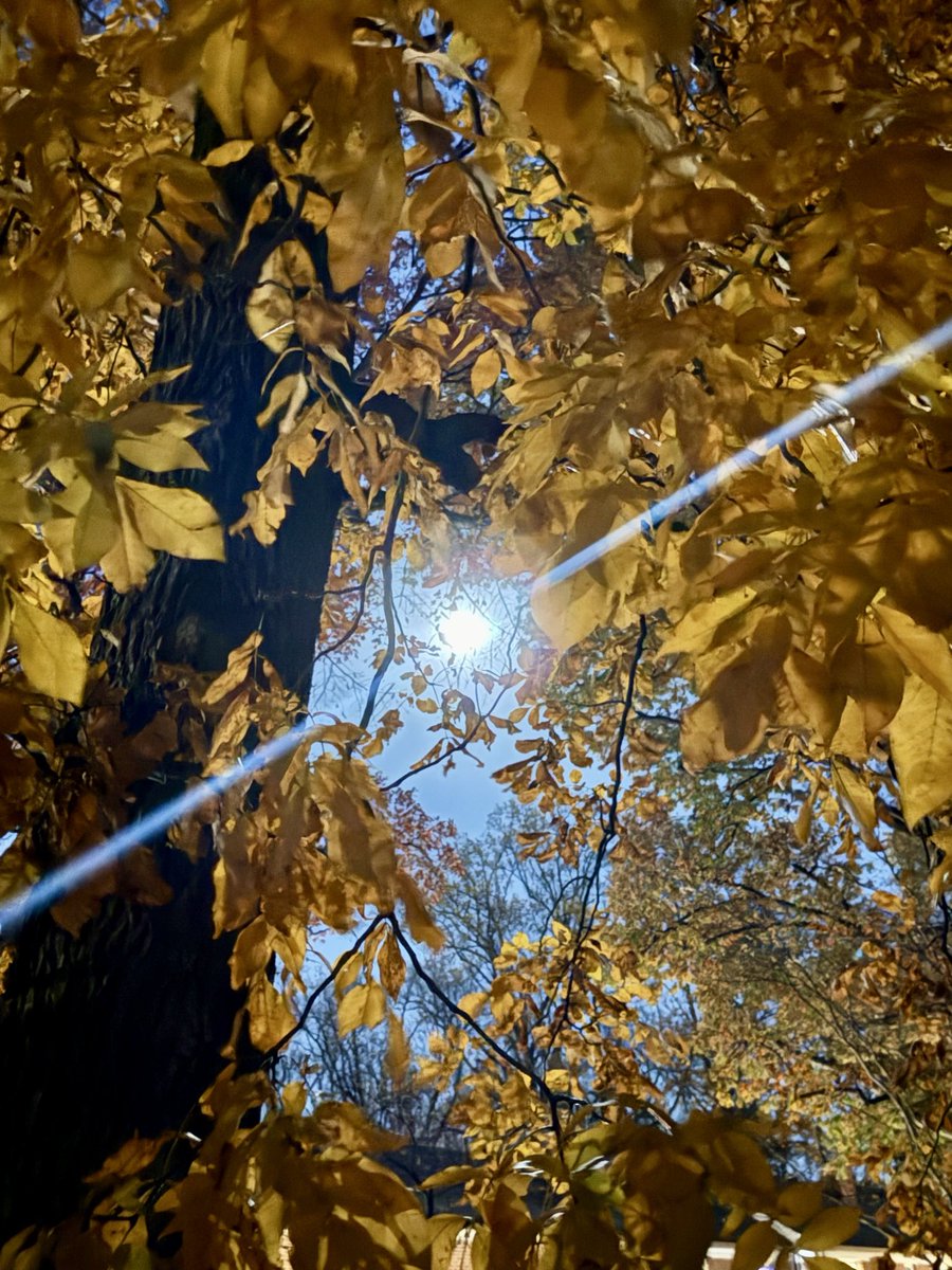 eshansen_2's tweet image. Hunter moon through our hickory tree in NW DC
@capitalweather