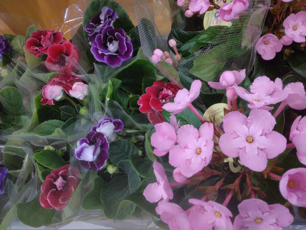 ワールドフラワー 本店（梶ヶ谷店） on X