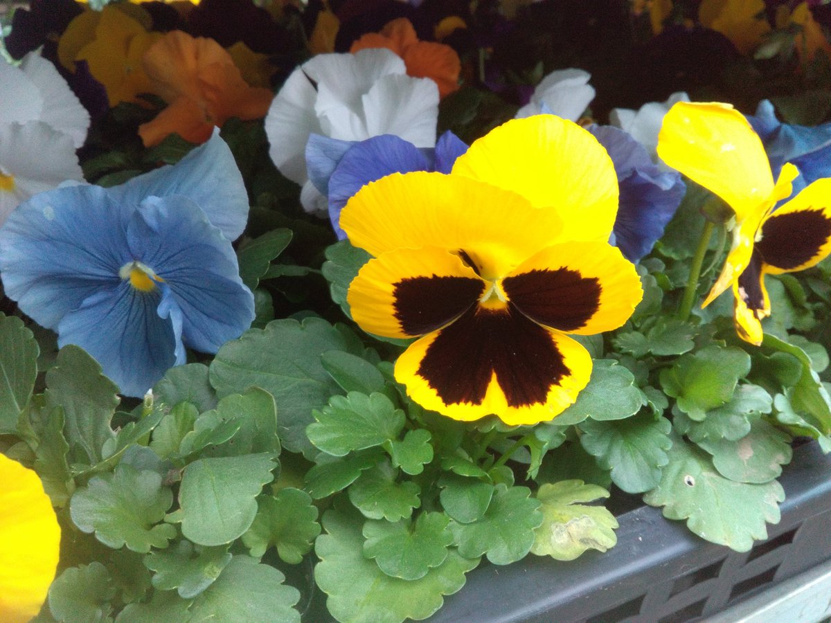 ワールドフラワー 本店（梶ヶ谷店） on X