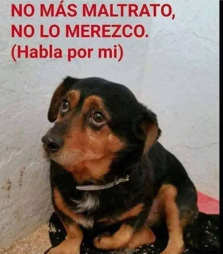 Guadalupe Ramirez tweet media