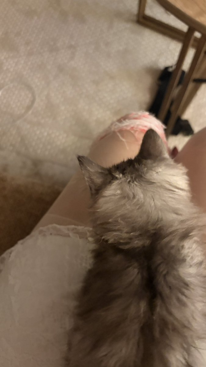 rtieul's tweet image. 