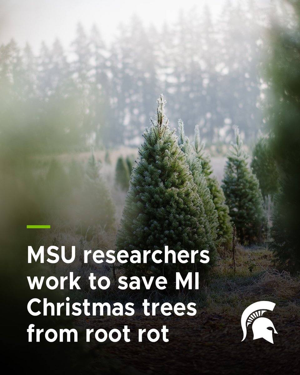 michiganstateu's tweet image. Michigan ranks third in the nation in the number of Christmas trees harvested for the holiday season. Root rot is threatening the farms.

MSU researchers are beginning a new study to determine where across the state root rot is killing the trees. #SpartansWill