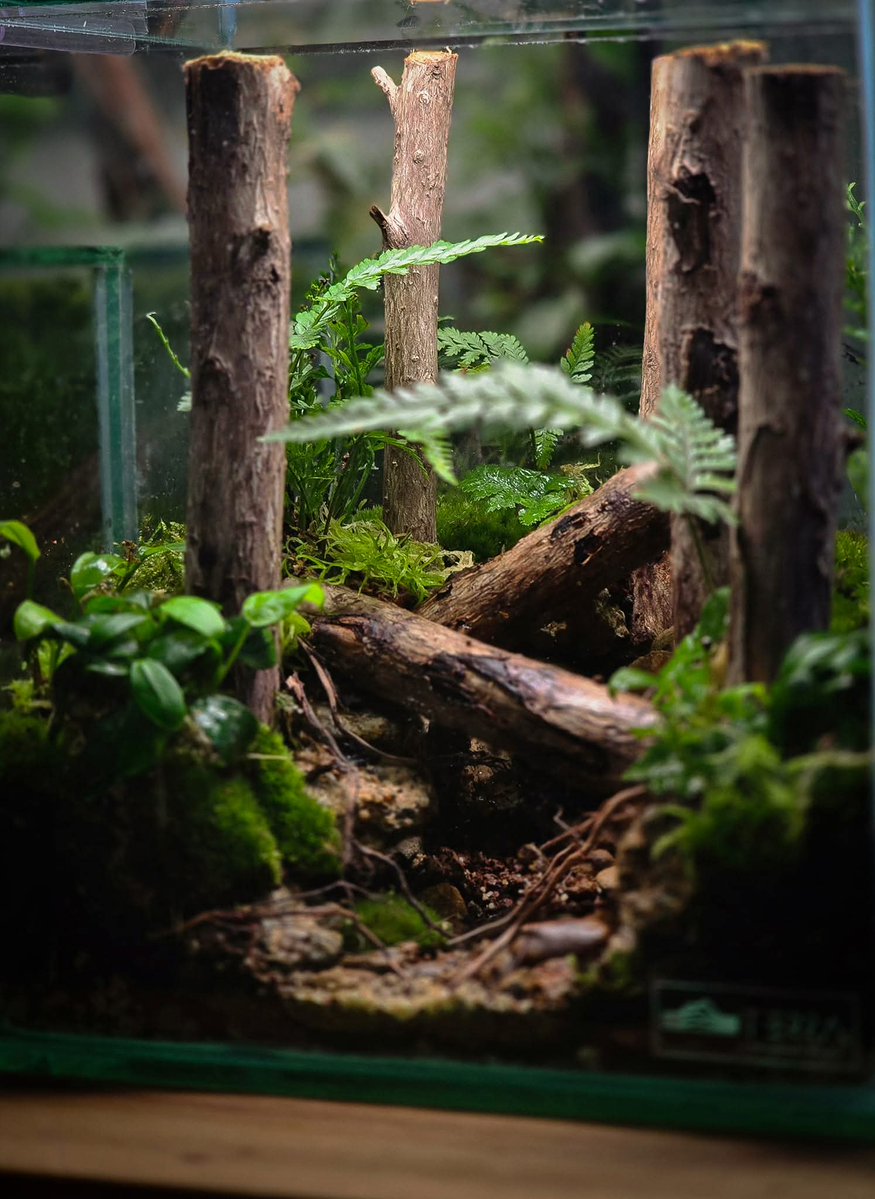 ShortCircuit122's tweet image. A buddy sent me this, what a beautiful set up.