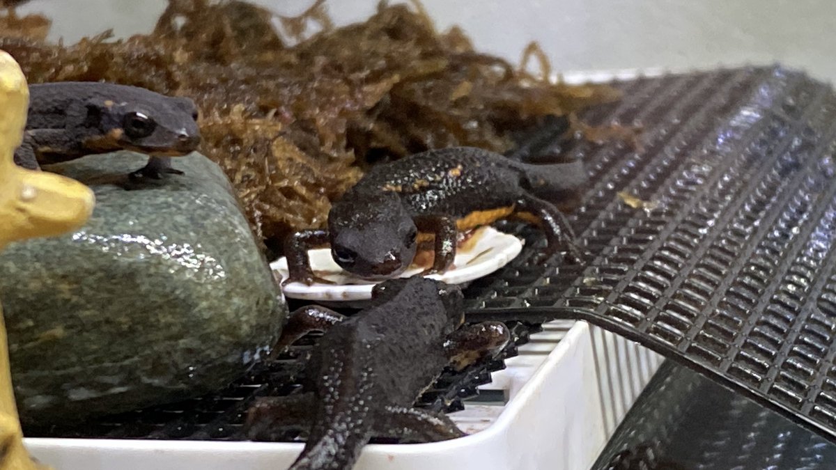 🐯虎太郎🐯 (@shokotarow) / Posts / X