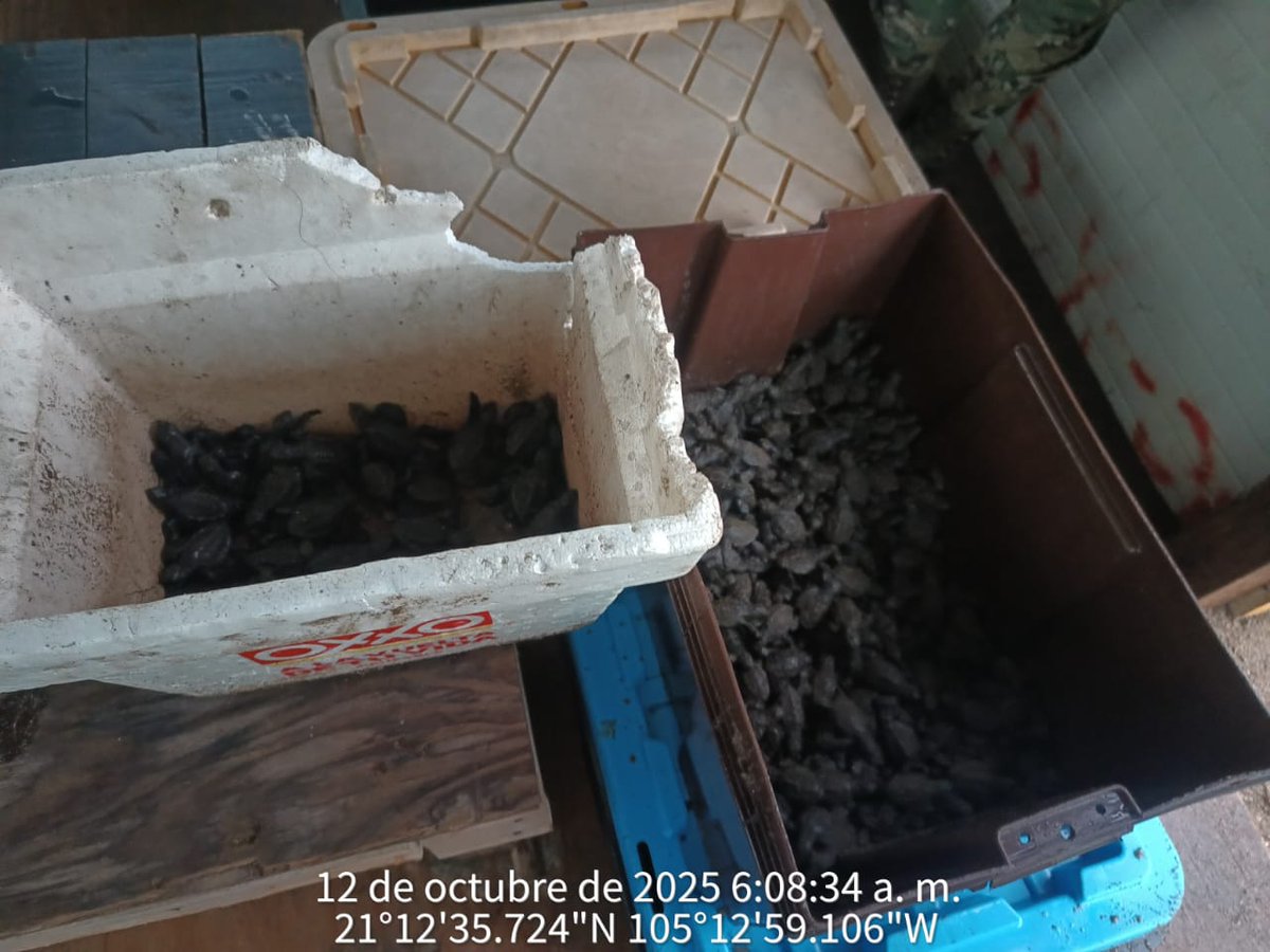 Joaquín López-Dóriga tweet media