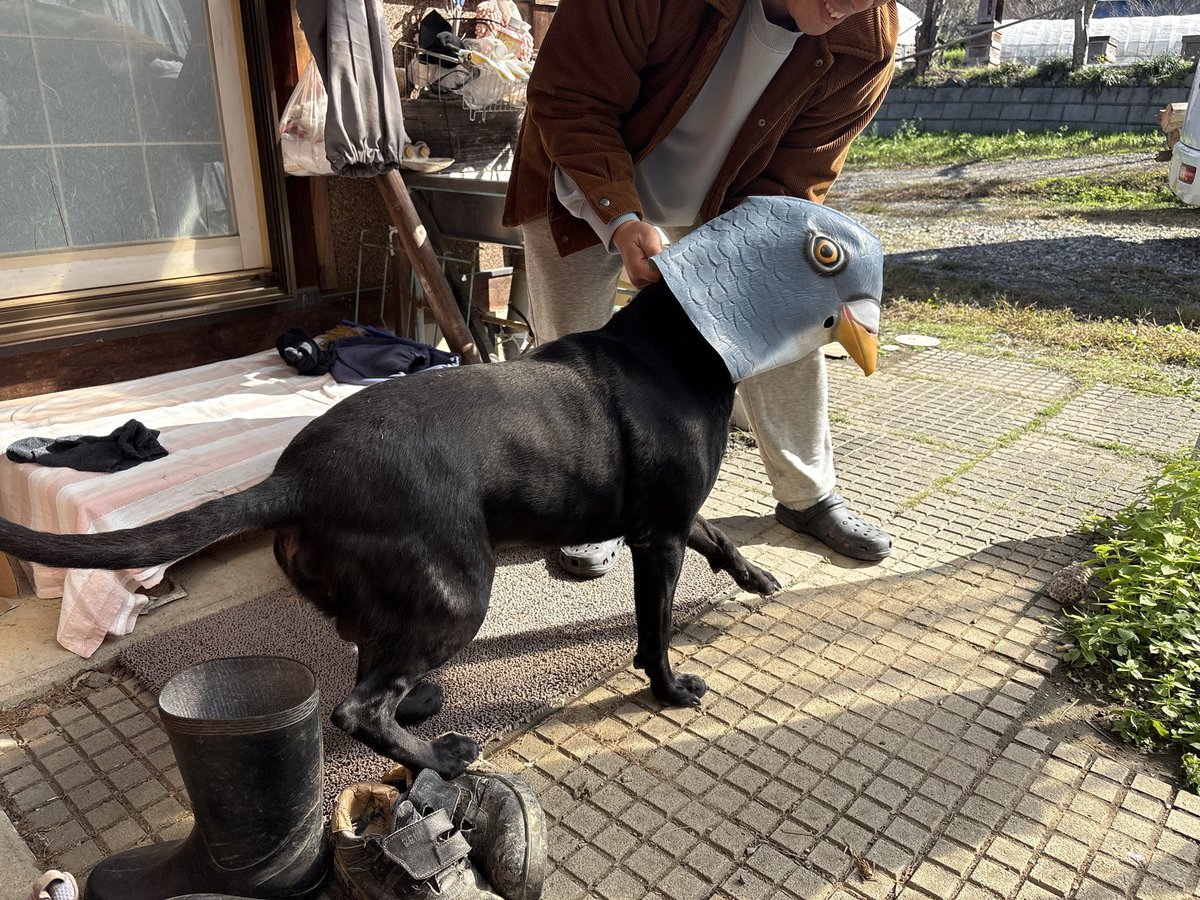 hatidamituo's tweet photo. ヴィンチとハロウィンの残骸で戯れる🤣

���犬🐦 https://t.co/KPGeZV2lLG