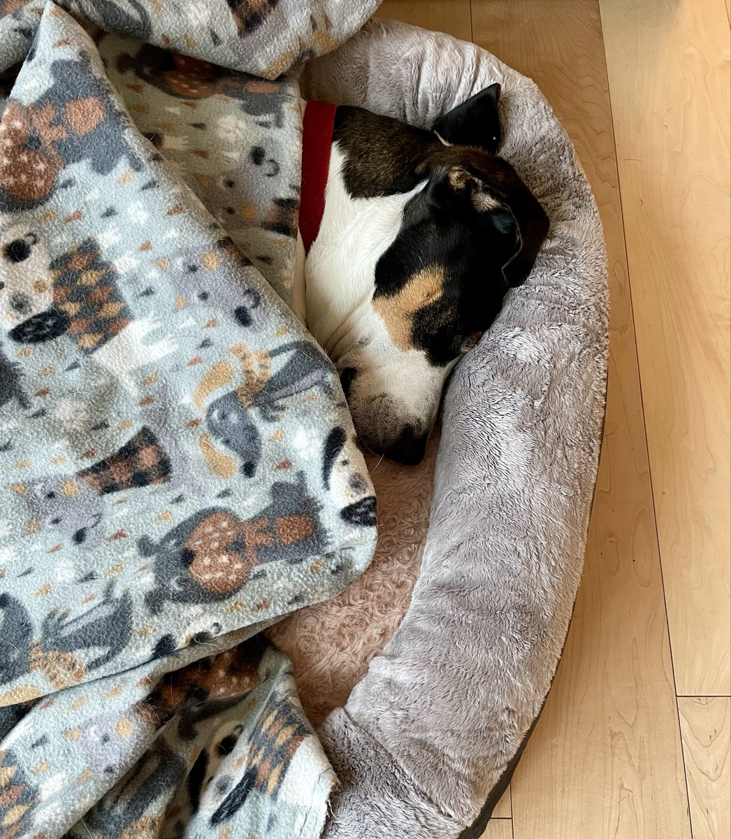 audreyfdion's tweet photo. Thank you, everyone, for all the support in #questpit, #ghostpit, and #pitdark! The positivity was overwhelming. 

Here is a picture of my cozy dog, who slept through all of it. https://t.co/acHznsT8y1