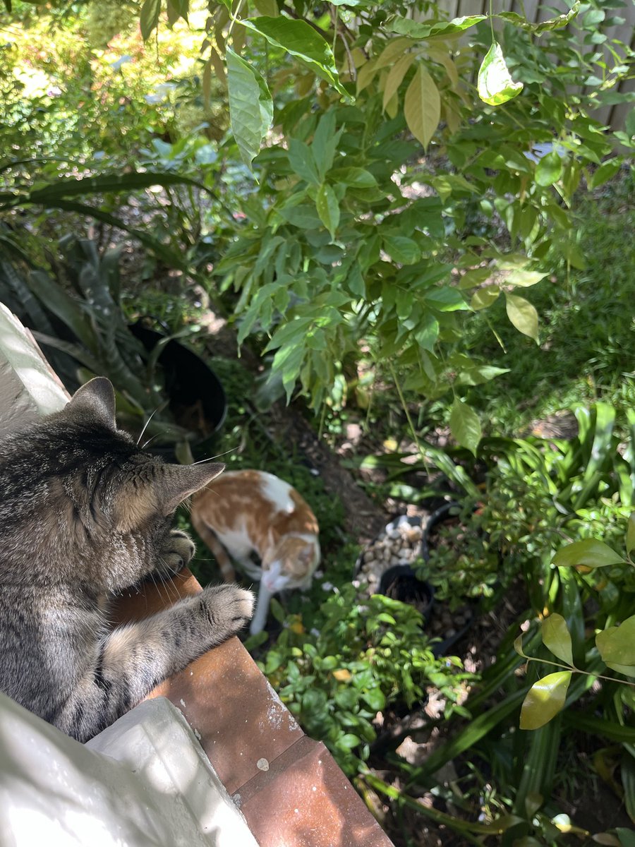 kat_la's tweet photo. Hoping the kids will get along soon https://t.co/Dl2AxbZG0W