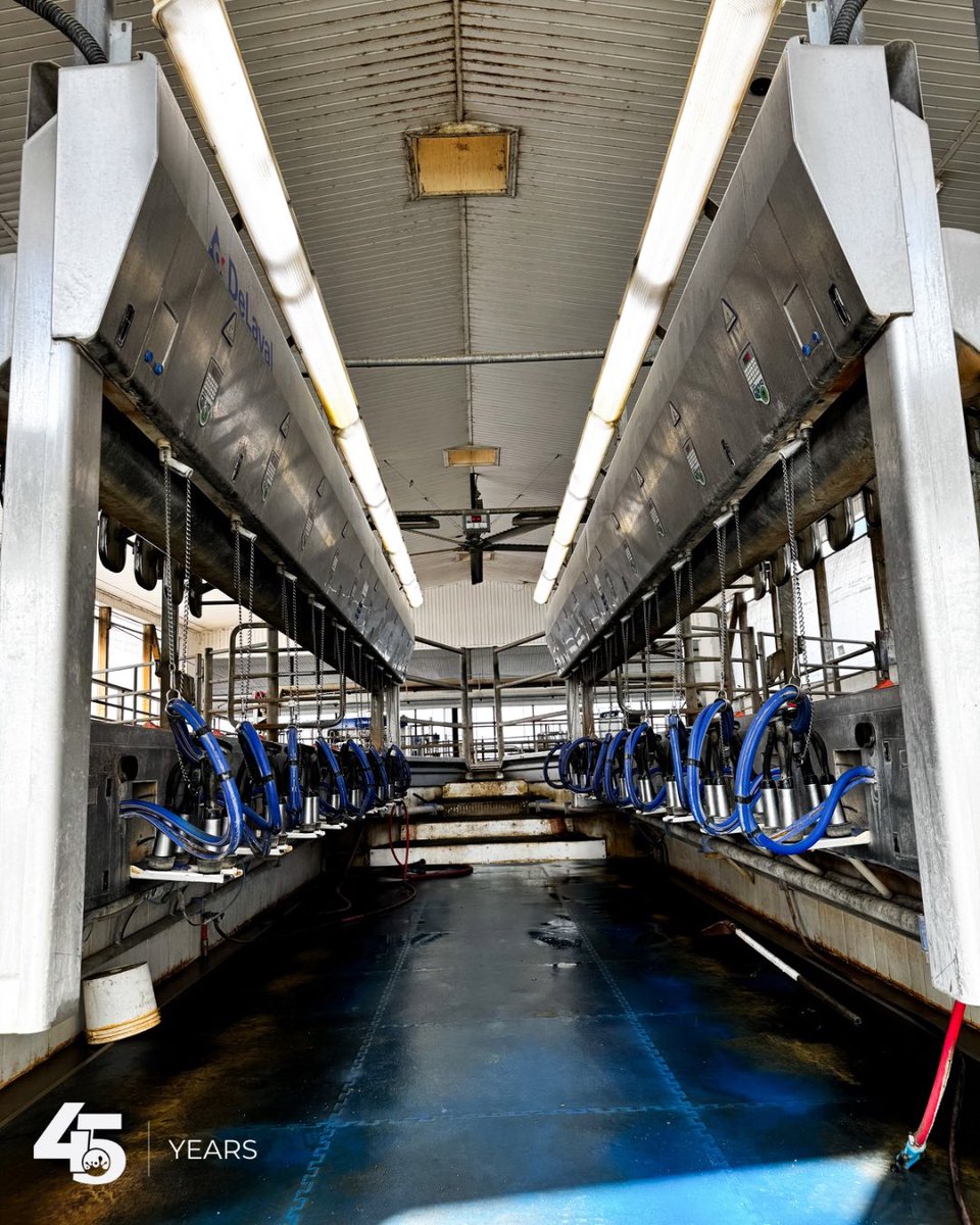 We hit a major milestone today at Larenwood Farms!
After an extensive renovation, the third @delaval VMS V310 is officially up and running. The transformation of the old parlour and holding area is nothing short of amazing!

This new robot helps relieve pressure on both the team