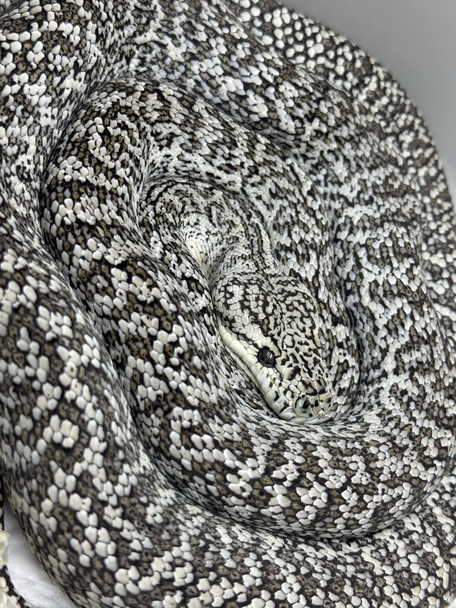 はちゅ太郎@アザグラマー tweet media