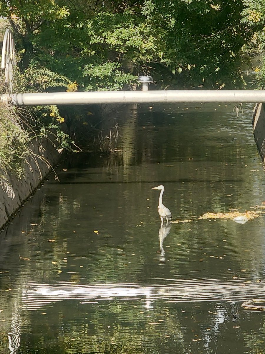 yamabiko1208's tweet image. 本当１１時半開店、１５時迄の営業とさせて頂きます。#やまびこ　#越谷レイクタウン　#麦塚やまびこ　#手打ちそば　#草加　#八潮　#吉川　#レストラン　#そば　#田舎そば　
#越谷　#麦塚　#手打ちそば　#蕎麦　#うどん　#天丼　#かつ丼　#天ぷら　#舞茸天ぷら　#まいたけ
#まいたけ天ぷら　#舞茸　#鴨