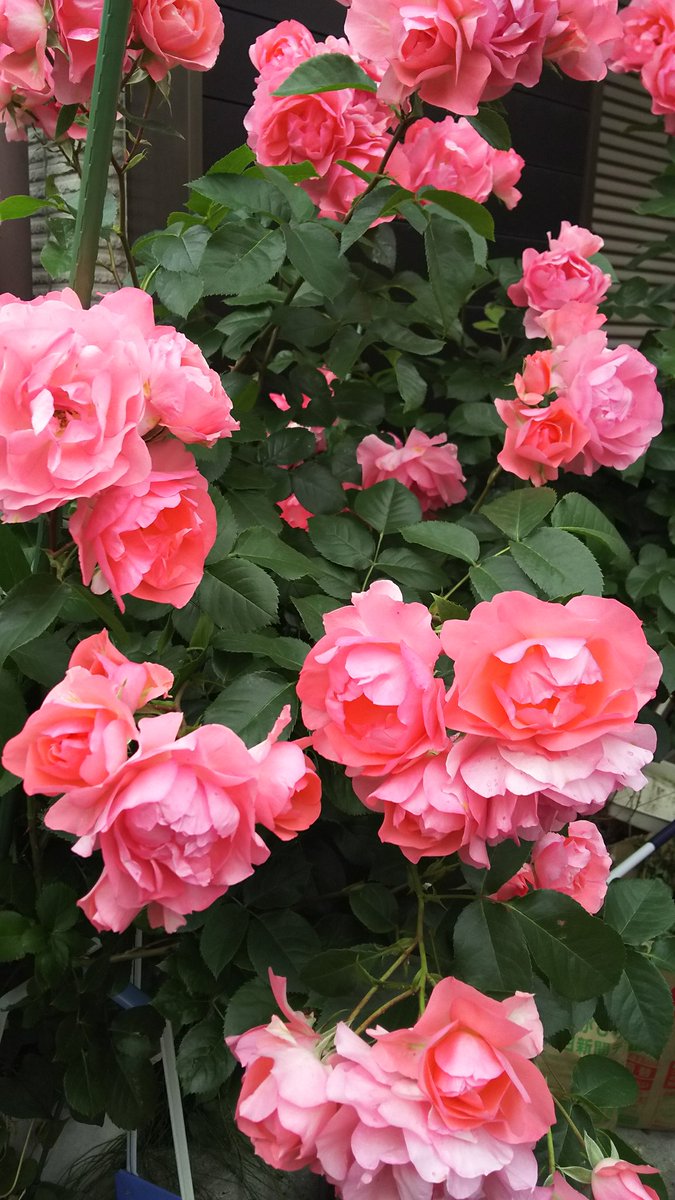 ⭐︎mさま専用です⭐︎ THE YOn 2025 Summer Collection ＜フラワーエンブロイダリーシアー