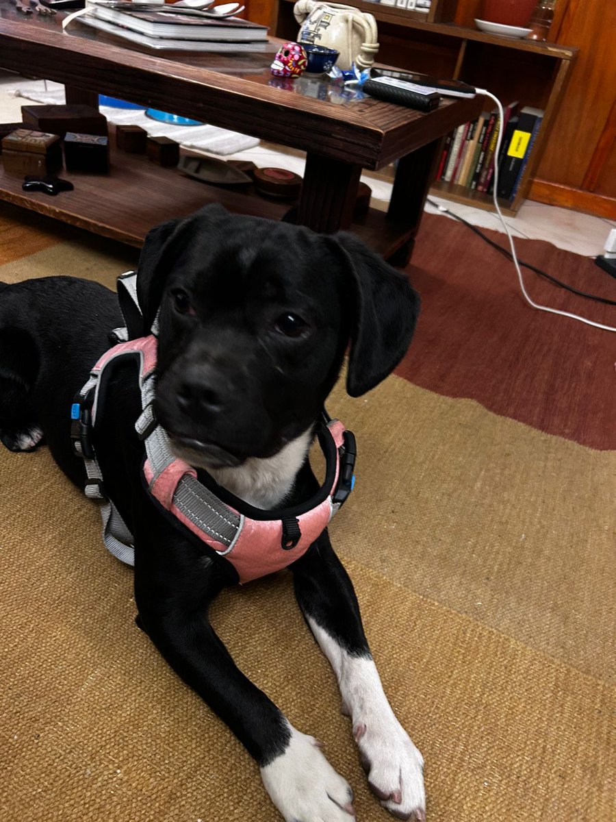 taniaplanet's tweet photo. Perrito encontrado en cauquenes con irarrazaval en ñuñoa,  no tiene chip,  buscamos a sus dueños 
Diagonal oriente 5468 
Porfavor ayúdame con difusión o un hogar temporal 🙏 https://t.co/FK9lvp3c0K