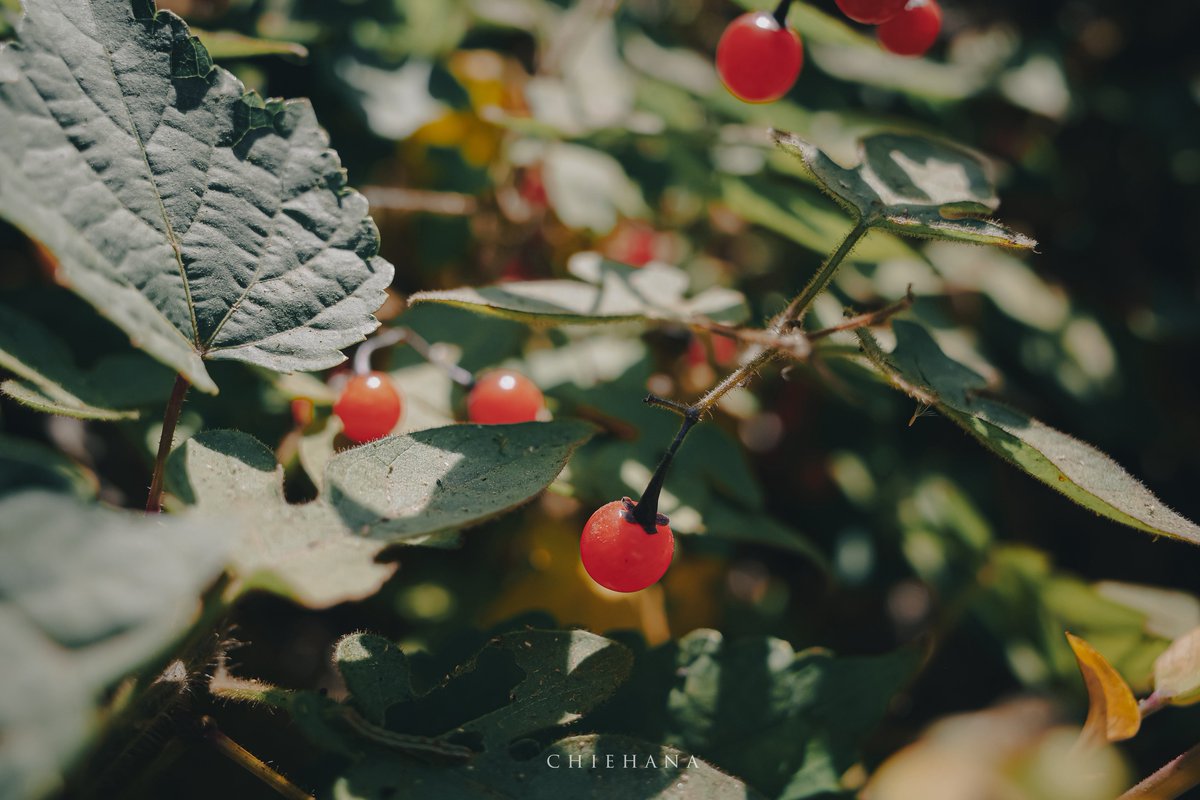 もう少し身長が高ければ、
今見えない景色が撮れたのにと思うのです