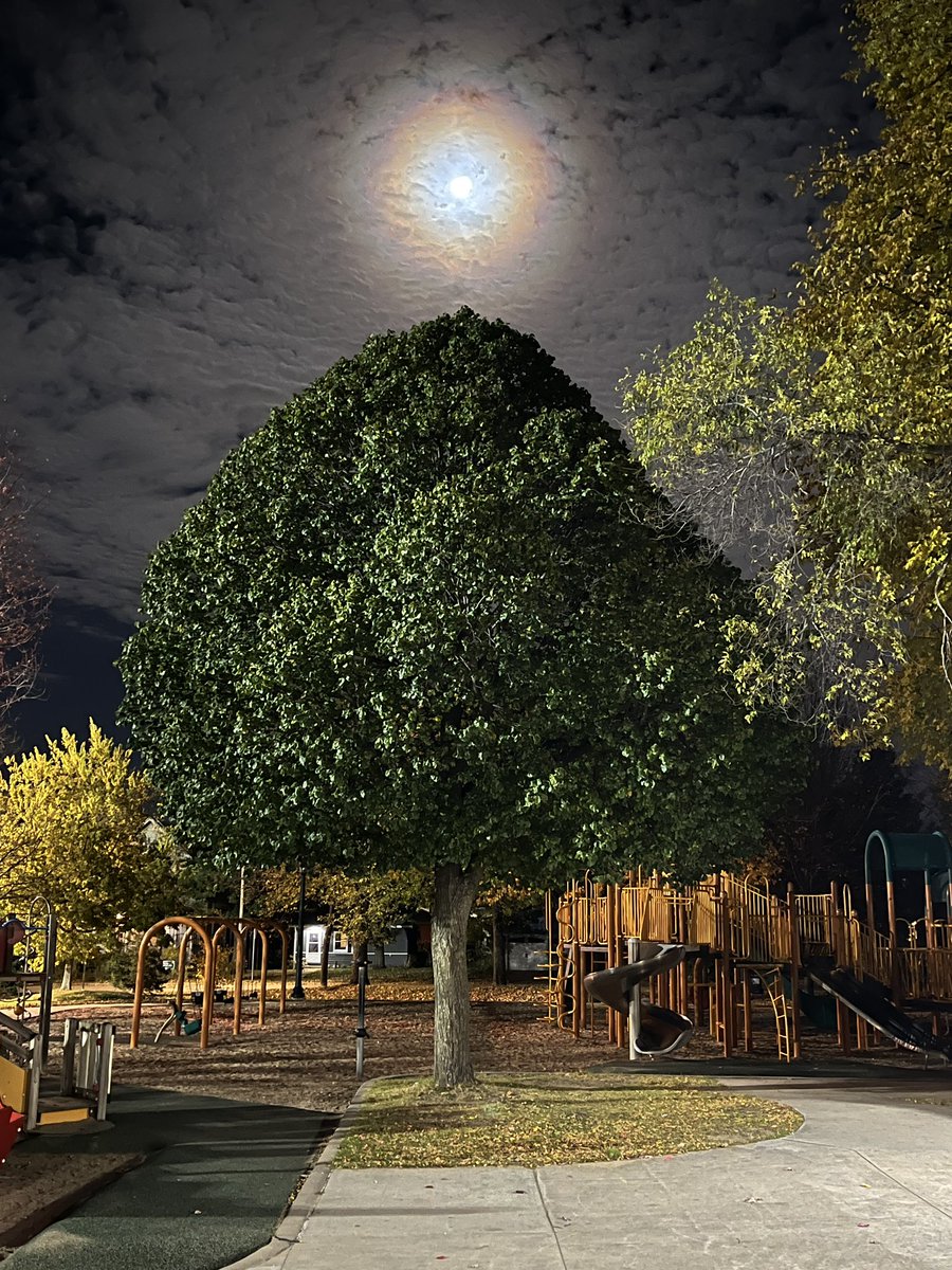 I love this perfect tree at Painter Park, but wonder if it's fake