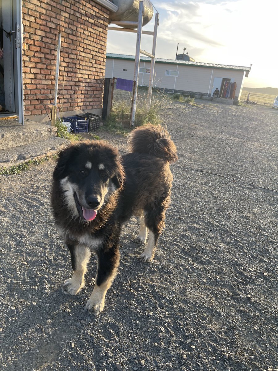 나도 방카르 자랑ㅡ몽골사람들은 방카르를 가족이자 수호자로 여겨서 팔거나 죽이지 않는대 ㅠ 품종을 따지지도 않아서 순수혈통 방카르냐 이런 개념도 없대 🥺 근데 이거 당연한거잖아