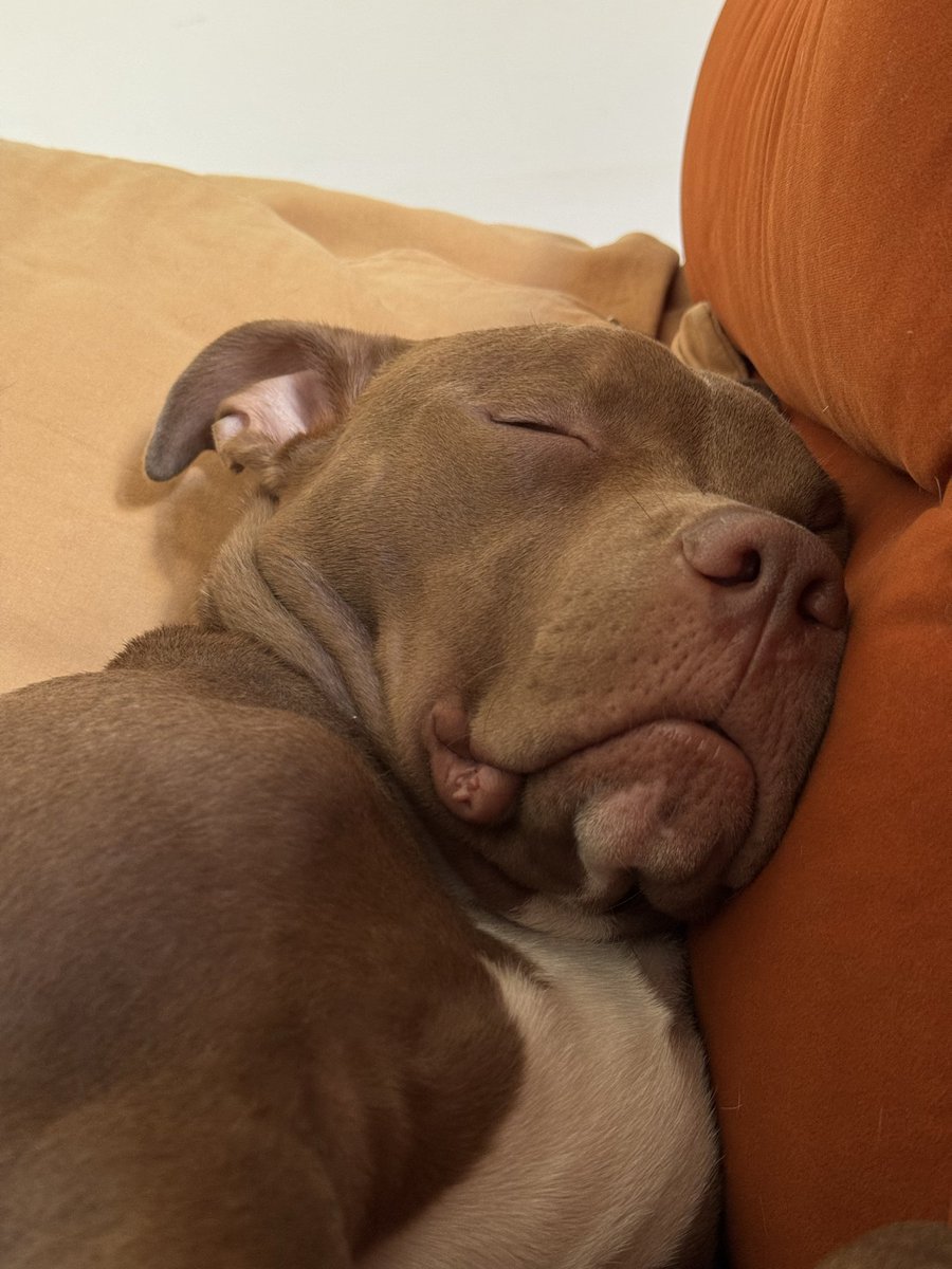 micaelaszejer's tweet photo. Perdón no puedo salir, necesito quedarme a ver cómo duerme mi perro. https://t.co/caGUBEz08a