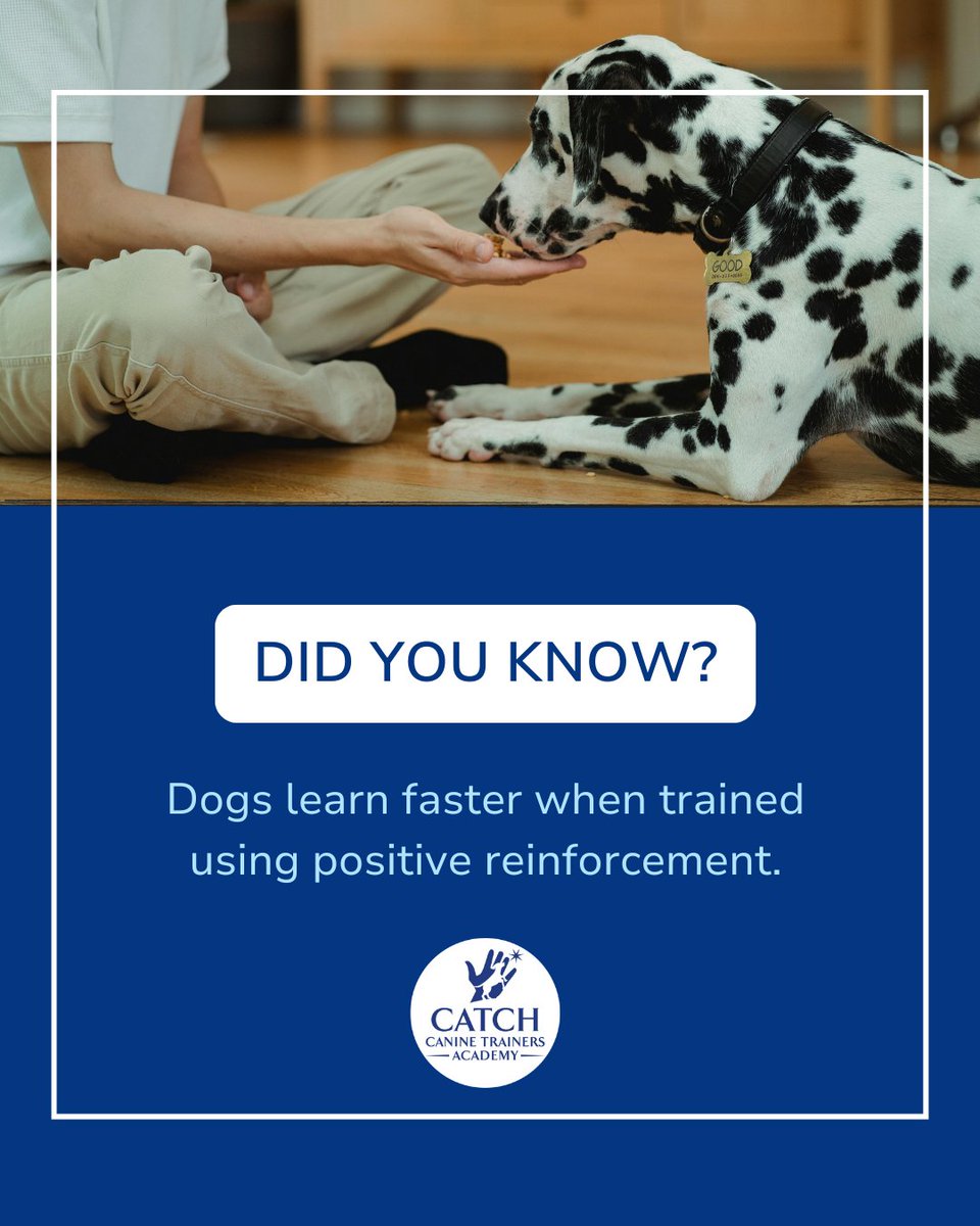 CATCHdogtrainer's tweet image. Did you know dogs learn faster when trained using positive reinforcement? Rewarding desired behaviors with treats, praise, or toys motivates them to repeat those actions.
......
#CATCHCanineTrainersAcademy #DogTraining #DogTrainer #AnimalEducation #DidYouKnow