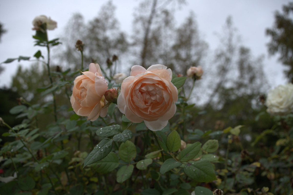 こっちゃん on X