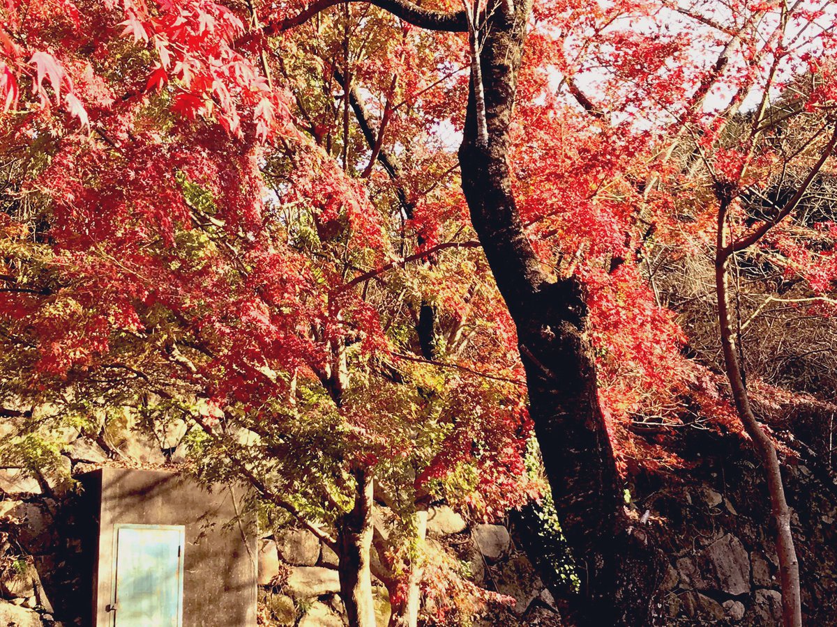 散り残る

紅葉はことに愛おしき

秋の名残はこればかりそと

#石田三成新暦命日