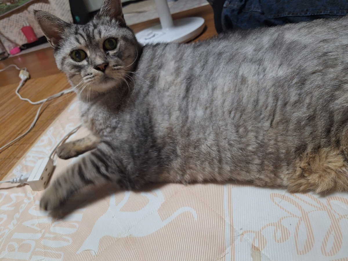 賞品選べないけど、できればB賞のでっかい！ねこぬいぐるみさんと、うちのでっっかい猫さんのサスケさんとどっちがでっかい！か比べてみたい(笑)