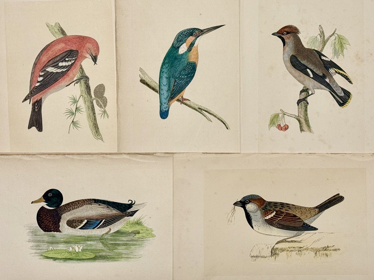 川岸にいる鳥　パステル画 川岸にいる鳥 パステル画 川岸にいる鳥 パステル画 川岸にいる鳥